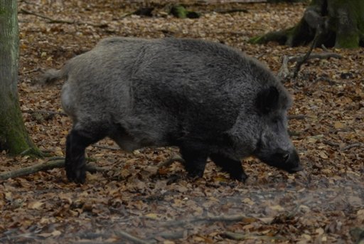 le sanglier